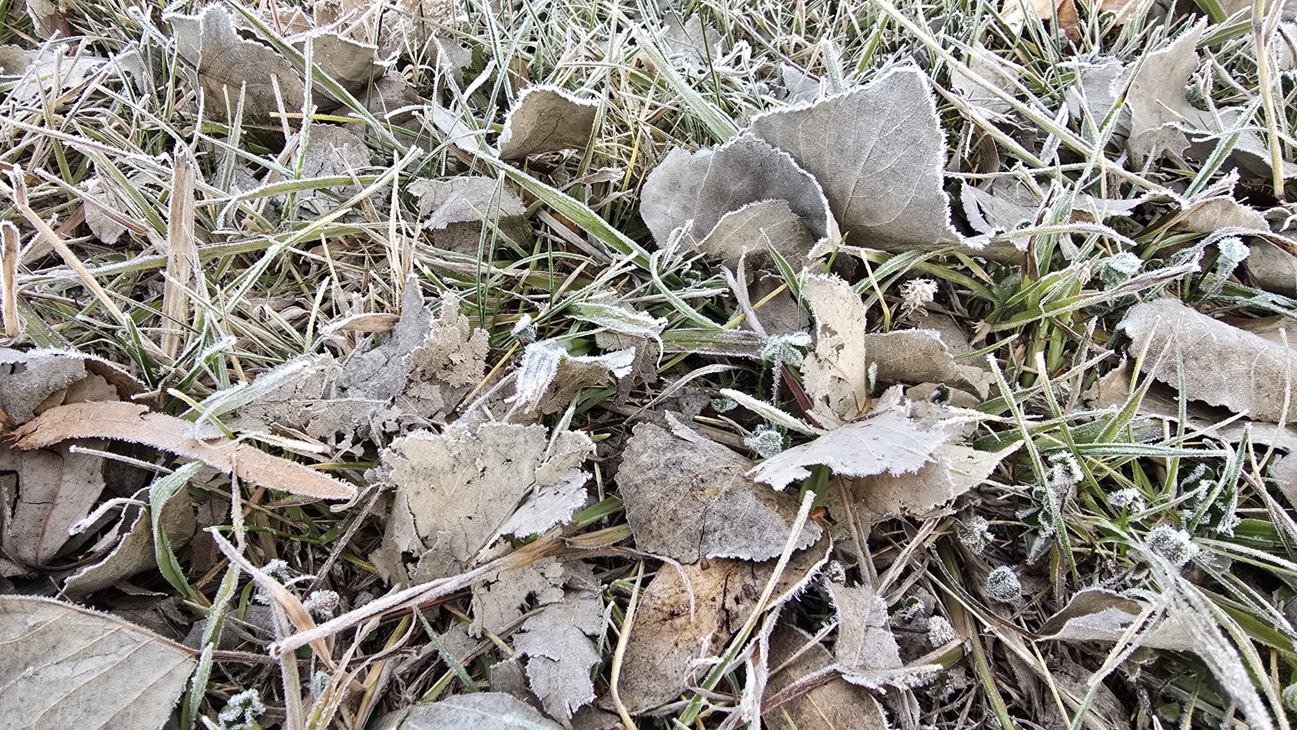 20250619_081050-scaled-jpg